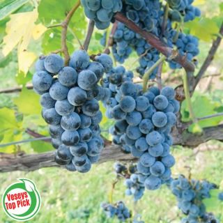 Valiant Grapes Thumbnail